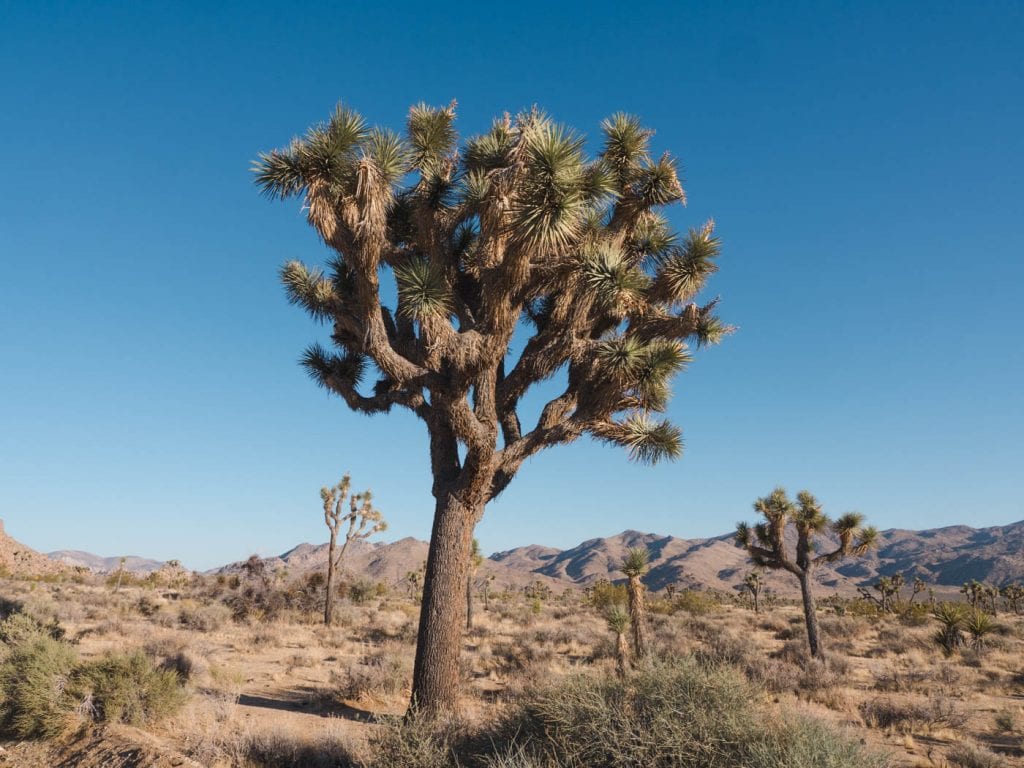 joshua tree national park tips joshua boom