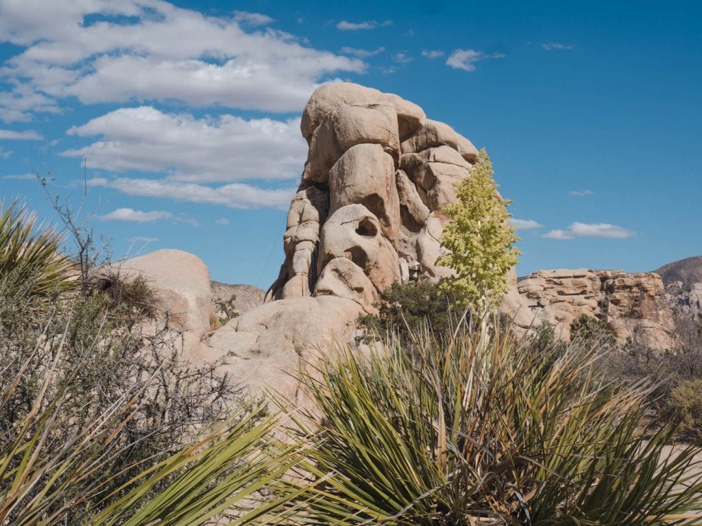 joshua tree national park tips rotsen