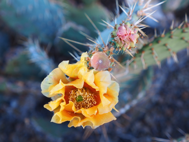 Mojave woestijn joshua tree planten