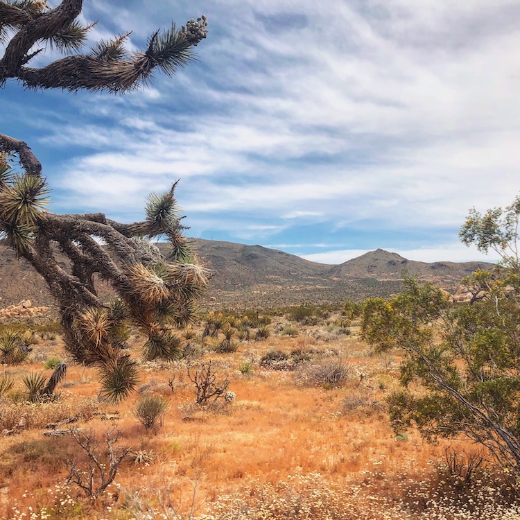 Joshua tree nationale parken amerika tips 