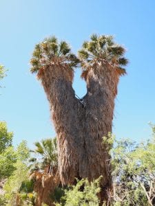 Joshua tree np oase bomen