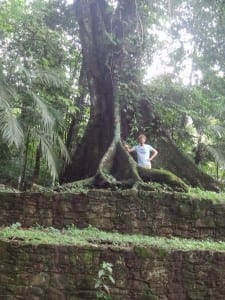 Jungle Palenque in mexico bomen