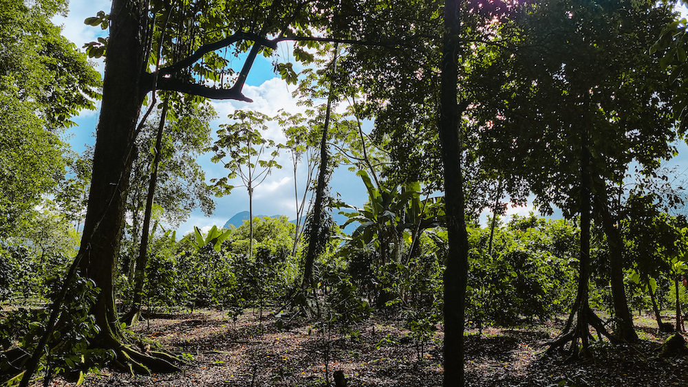 Jungle in La Fortuna