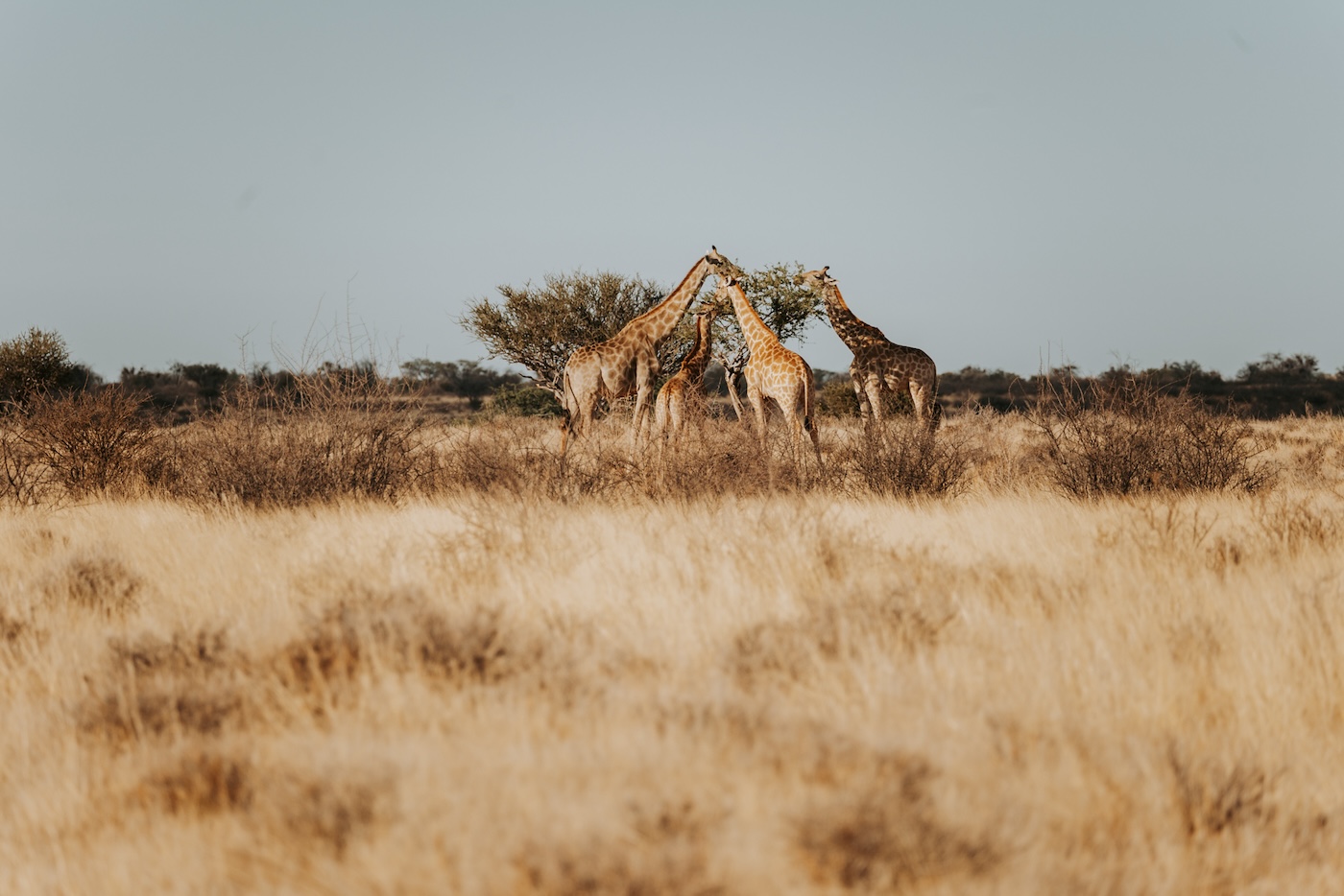 Kalahari Woestijn Namibie