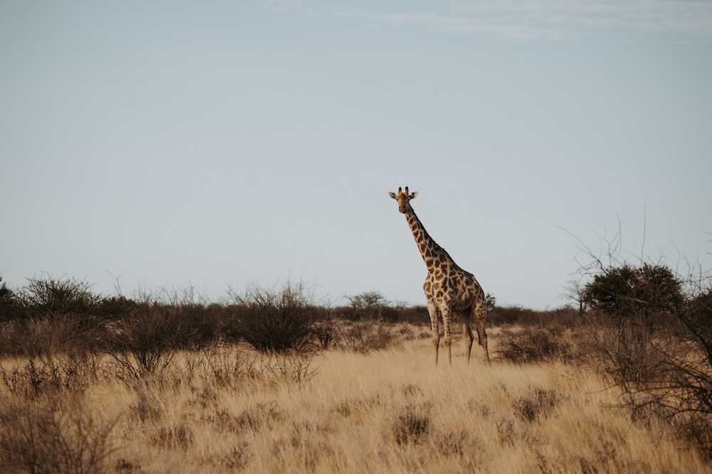 Kalahari Woestijn, natuur Namibie