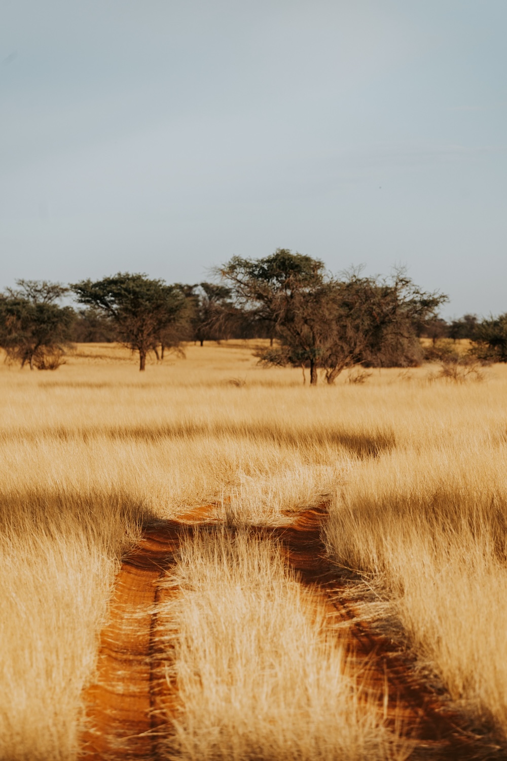 Kalahari woestijn Namibië