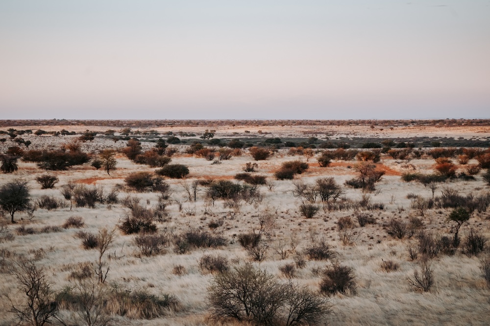 Kalahari, woestijn