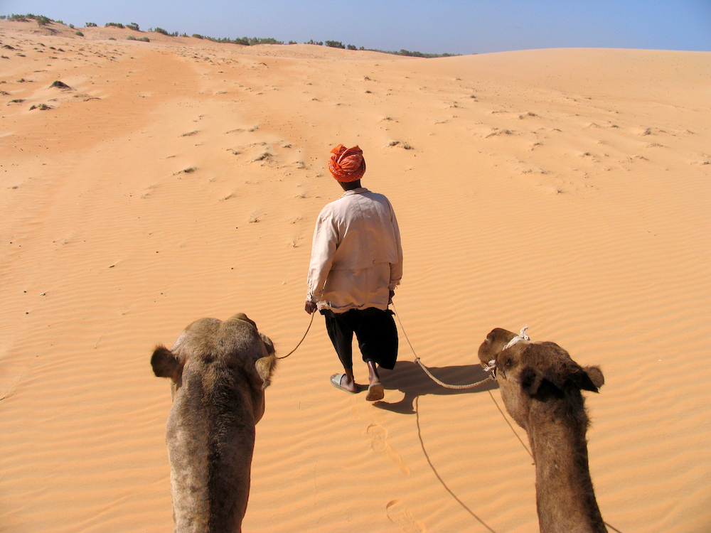 Kamelen in Lompoul, Senegal