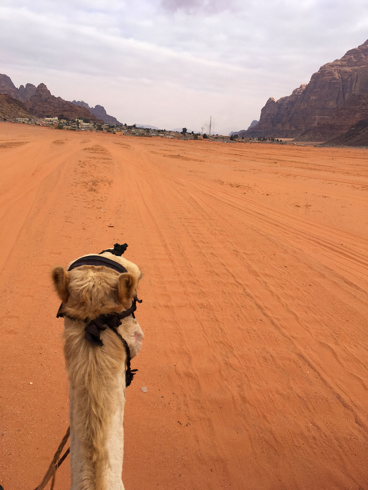 Kamelen in Wadi Rum