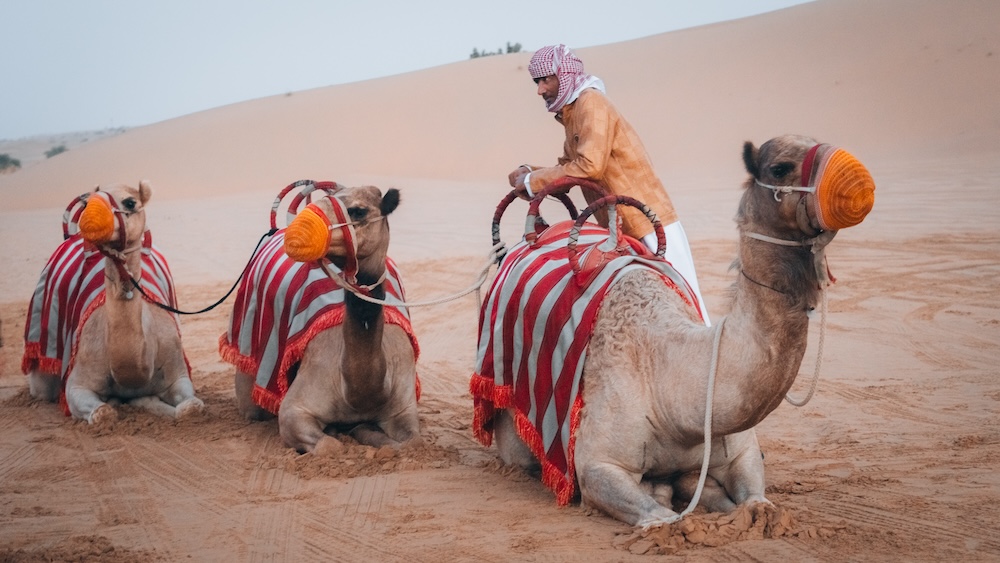 Kamelen op rij, woestijn dubai