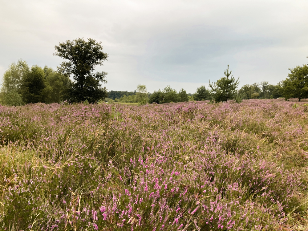 Kampina paarse heide