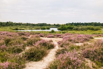 Kampina wandelen