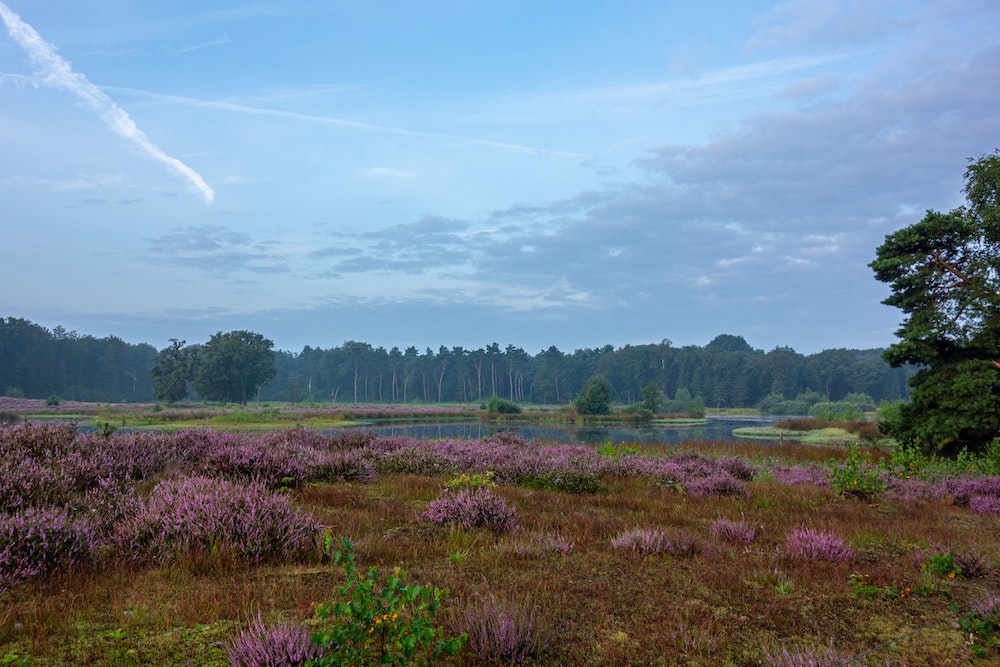 Kampina wandelen