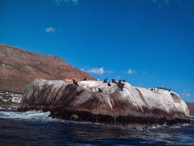 Kayakken in Kaapstad