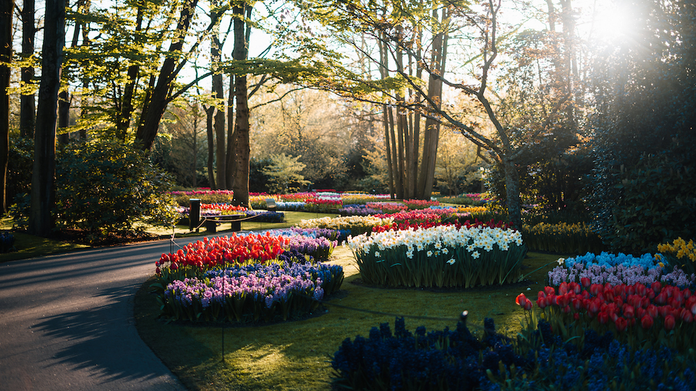 Keukenhof