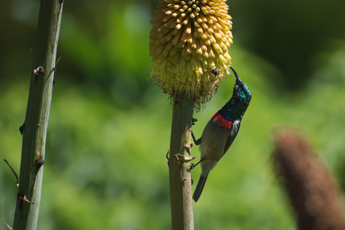 Kirstenbosch botanische tuin kaapstad