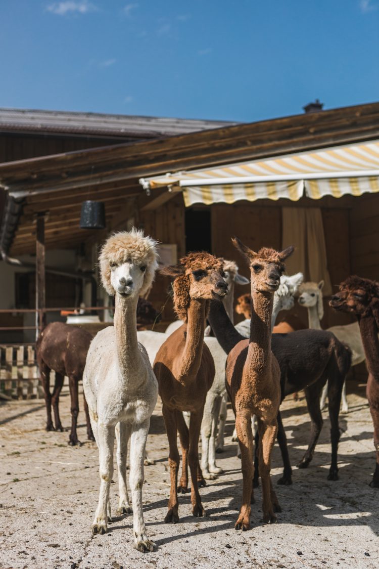 Kitzbuhel alpacas