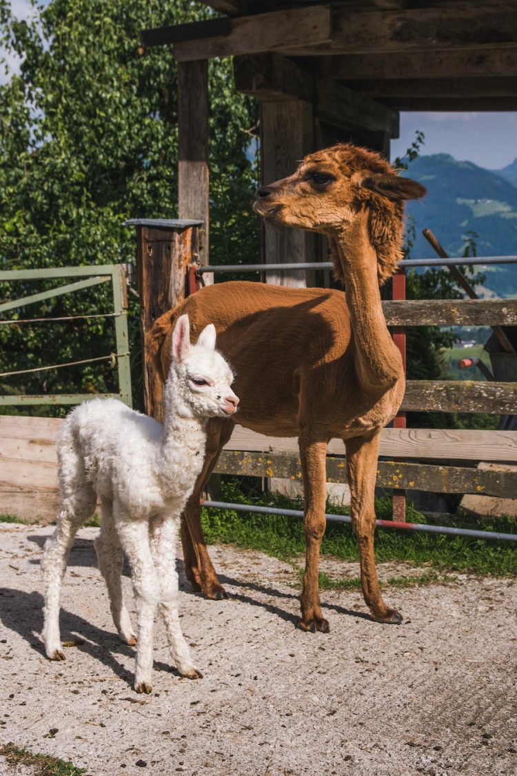 Kitzbuhel alpacas oostenrijk