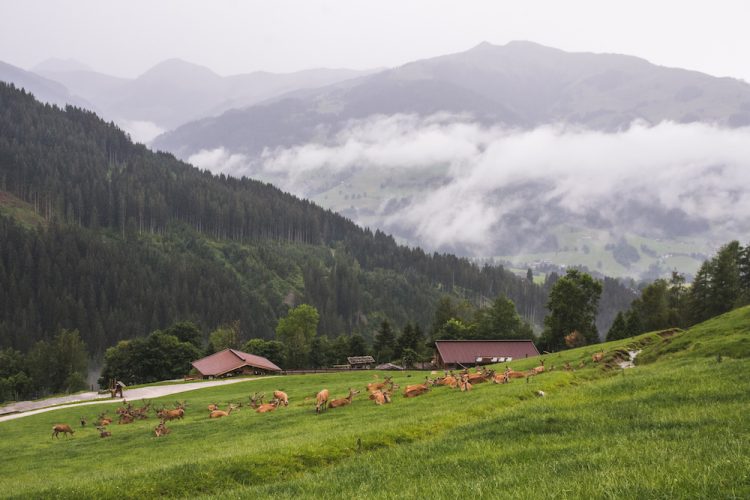 Kitzbuhel oostenrijk wildpark