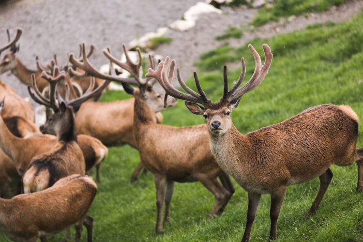 Kitzbuhel oostenrijk wildpark dieren zomer