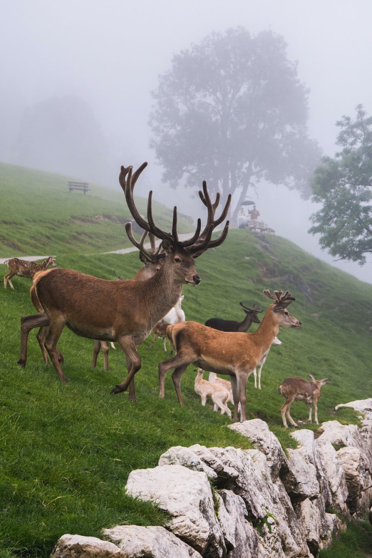 Kitzbuhel zomer natuur wildpark