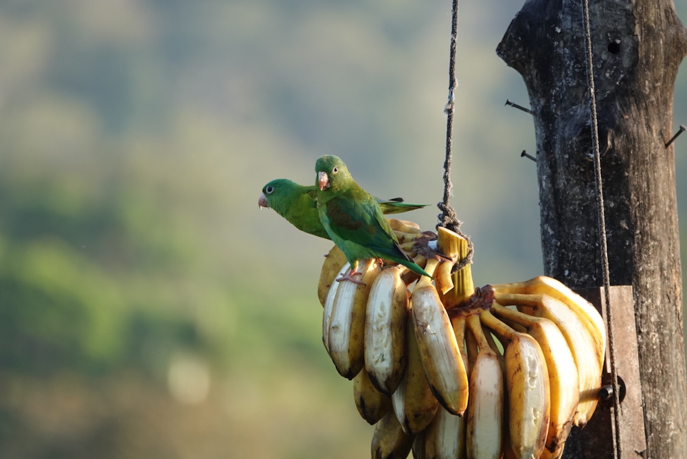 Kleine vogels in Boca Tapada