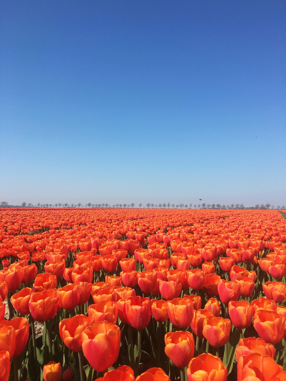 Kleurrijke tulpen