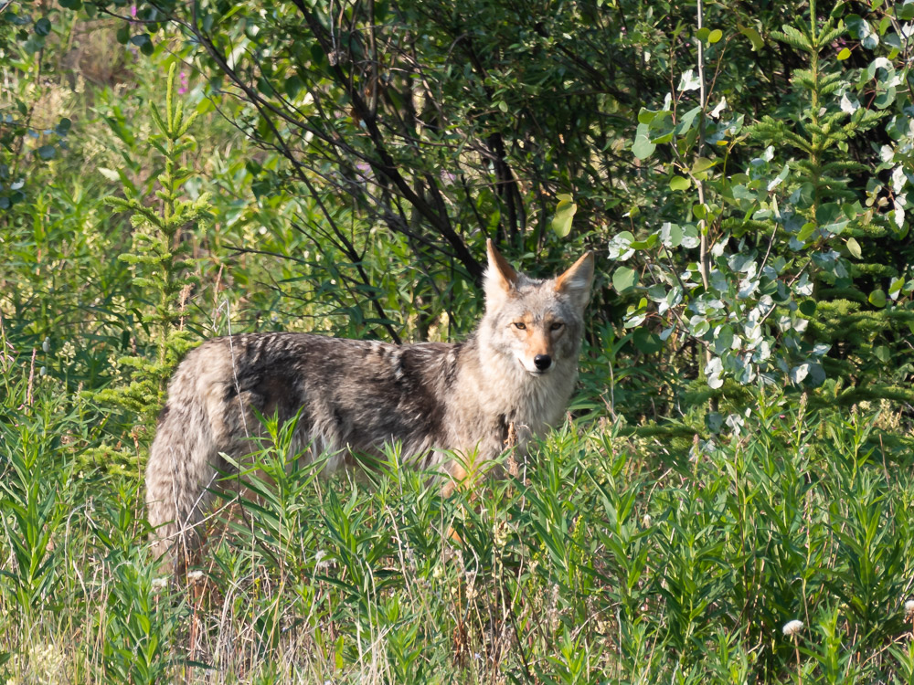 Kluane National Park dieren yukon