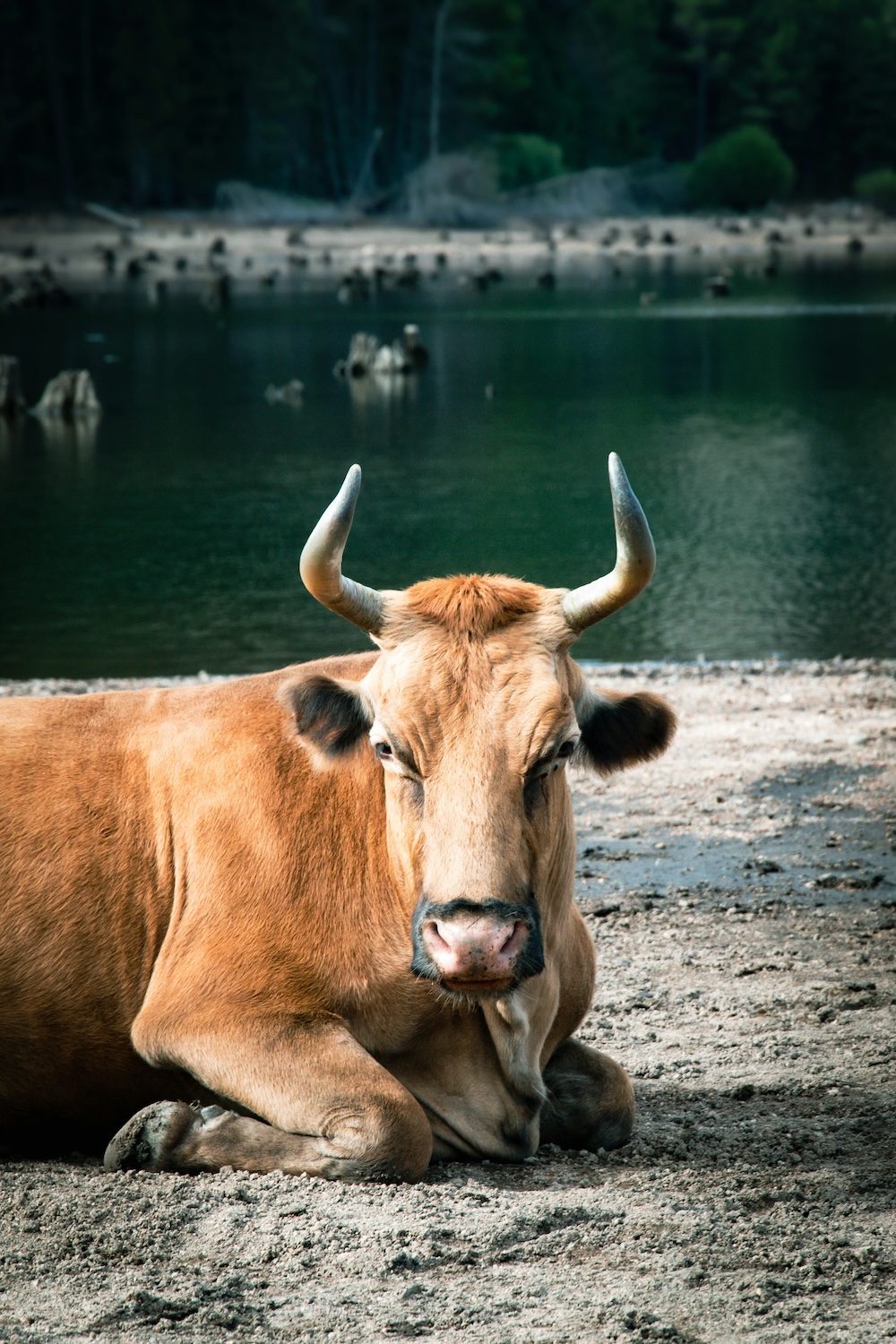 Koe op Corsica
