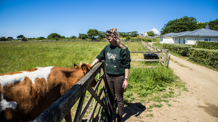 Koe op Sark kanaaleiland