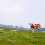 Koeien velika Planina