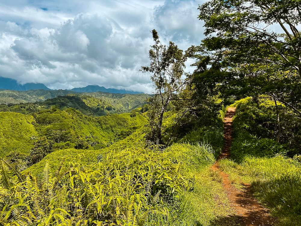 Koloa forest trail