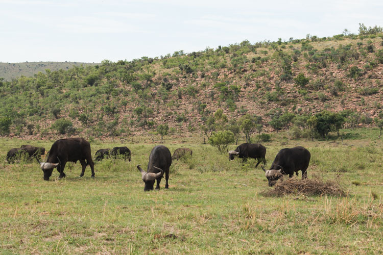 Kololo Game Reserve big five