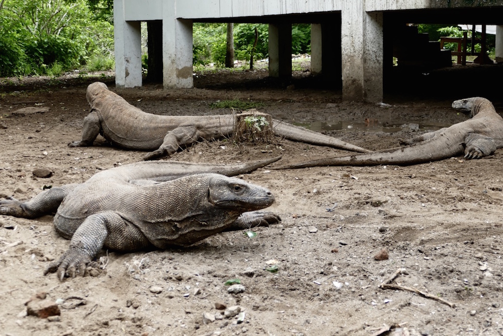 Komodo backpacken flores