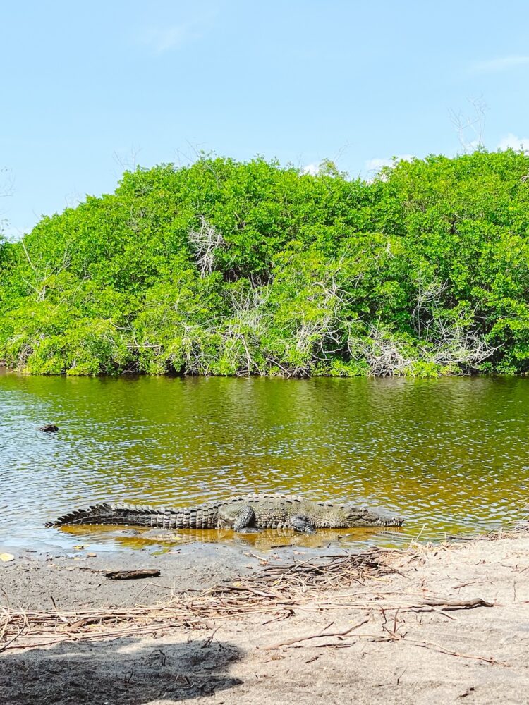 Krokodillen in Mexico