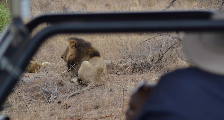 Krugerpark Leeuwen game drive