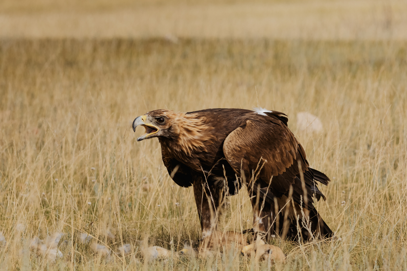 Kyrgyzstan nature