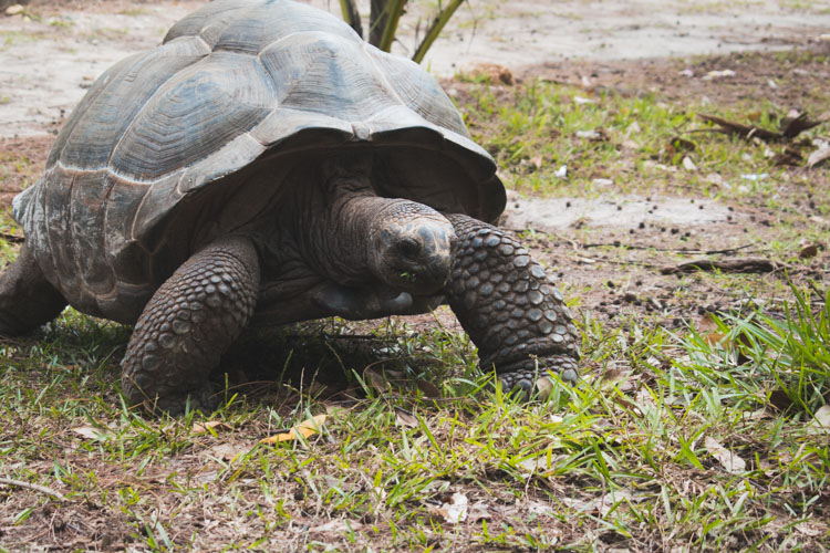 La Digue schildpad