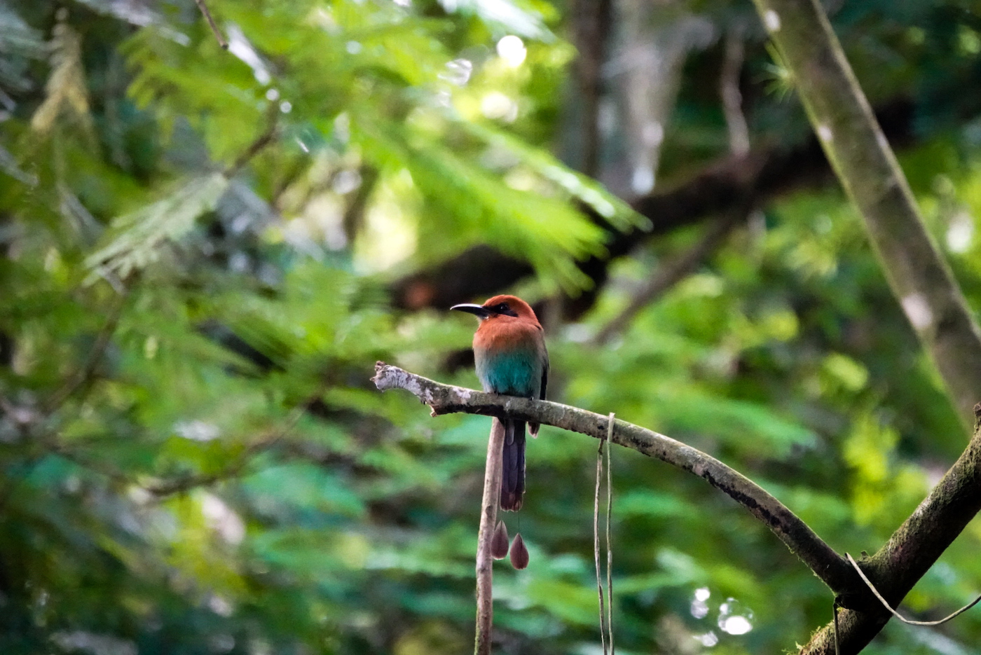 La fortuna