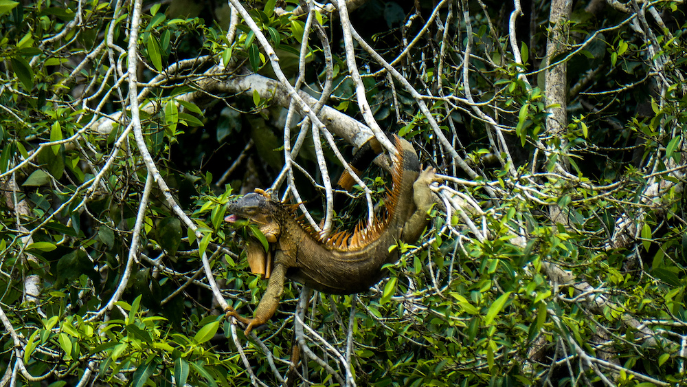 Leguaan in de bomen