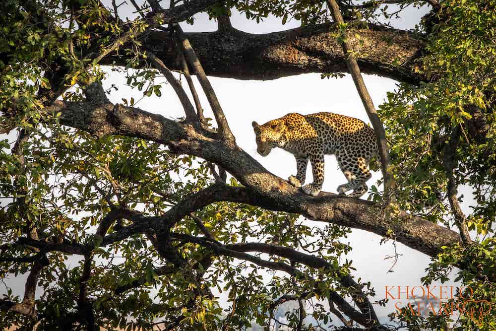 Luipaard in Chobe National Park