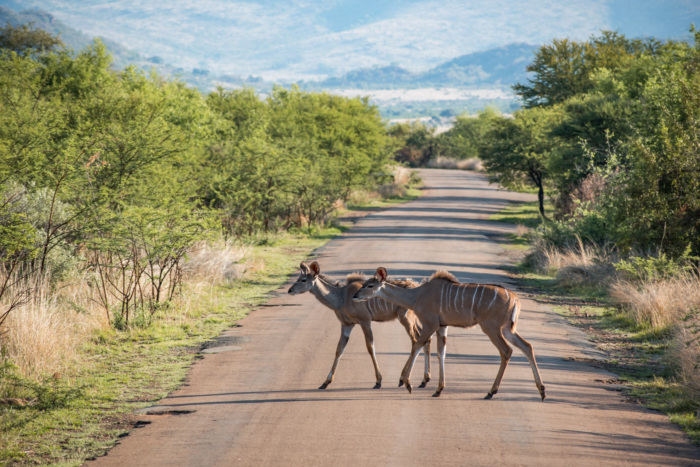 Limpopo Zuid-Afrika