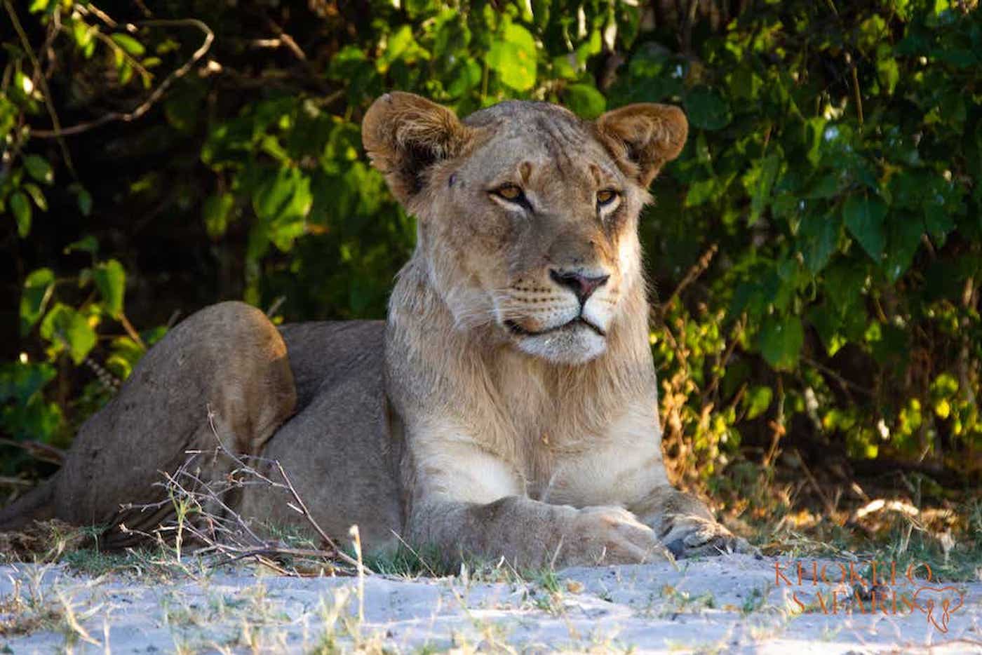 Leeuw in Chobe National Park Botswana