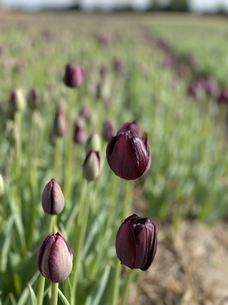 Logeren bij de boer castricum