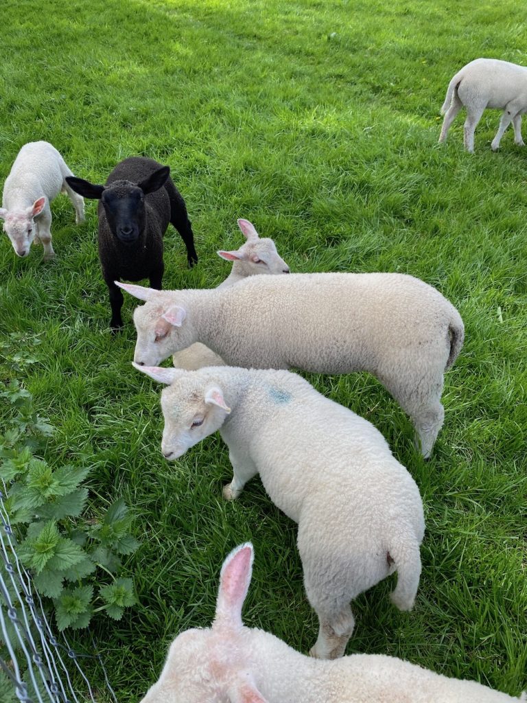 Logeren bij de boer castricum lammetjes