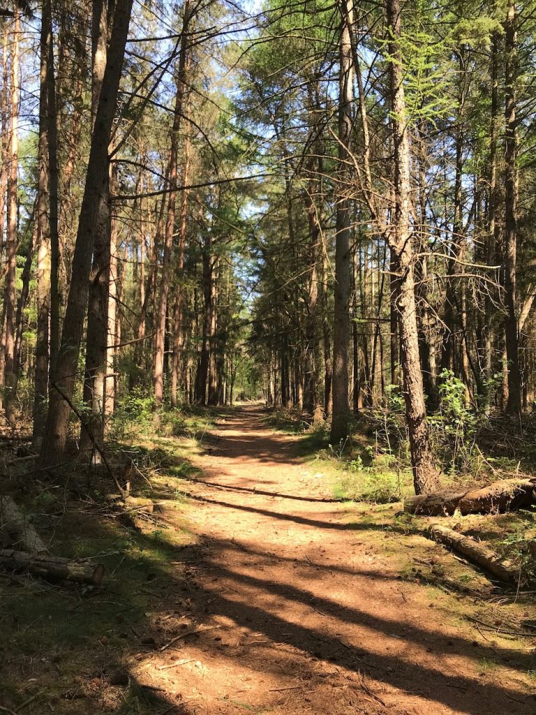 Loons en Drunense duinen bos mooiste plekken nederland