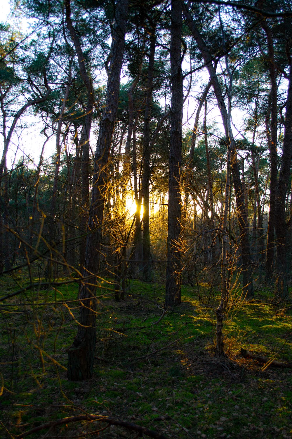 Loonse - en Drunense Duinen