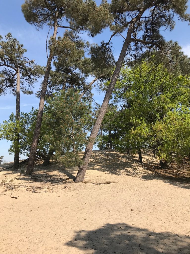 Loonse en Drunense Duinen stuifzand