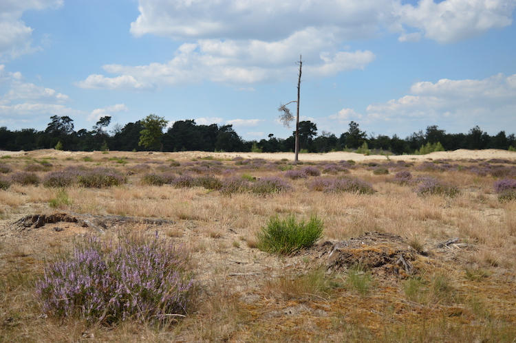 Loonse en drunense duinen tips wandelingen