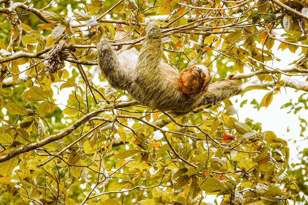 Luiaard in Cahuita